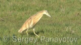 Video of Squacco Heron - Squacco Heron hunting fish near to the Shabla lake